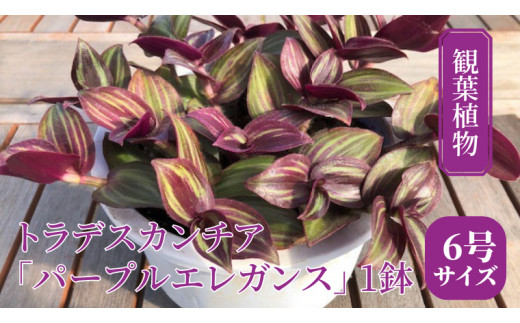 
【 観葉植物 】 トラデスカンチア 「 パープルエレガンス 」 1鉢 ( 6号サイズ ) ガーデニング 室内 植物 花 鉢 緑 トラカン
