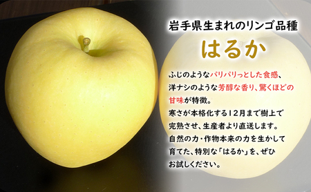 【大櫻農園】はるか 盛岡 完熟 りんご 約3kg(7~9玉)林檎 リンゴ 果物 フルーツ 旬の果物 旬のフルーツ 季節の果物 季節のフルーツ 岩手りんご 岩手県 盛岡市