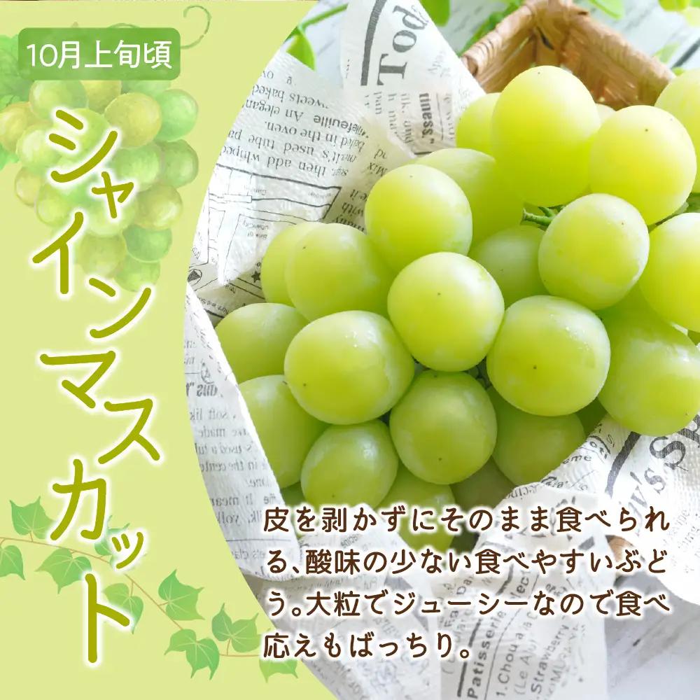 【先行予約】 定期便 令和8年産 ぶどうの定期便 全3回 山形