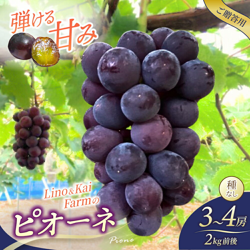 【ふるさと納税】 2026年先行予約 【ご贈答用】 ニューピオーネ 3〜4房 (2kg前後 化粧箱入) Lino＆Kai Farm 2026年9月中旬〜順次発送 ぶどう 岡山 真庭 ピオーネ 高級 大粒 ギフト 産地直送 数量限定