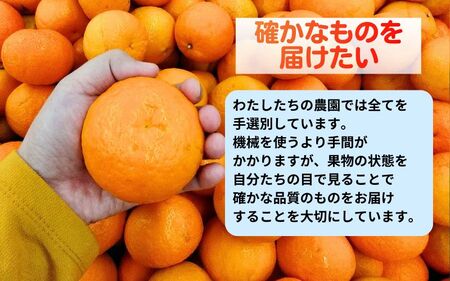 海藻施用有田みかん 手選果 ５kg ※2024年11月下旬～2025年1月中旬頃に順次発送予定  ※着日指定不可【aii004-r-5】