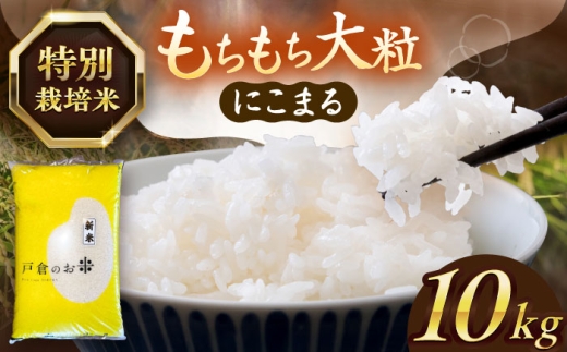 【10kg／3月発送】 にこまる 白米 10kg お米 ご飯 米 お米 10kg 10キロ 白米 精米 新米 コメ ご飯 ごはん 愛知県産 国産 県産米 国産米 産地直送 令和7年 特別栽培米 愛西市 / 株式会社戸倉トラクター [AECS056-03]