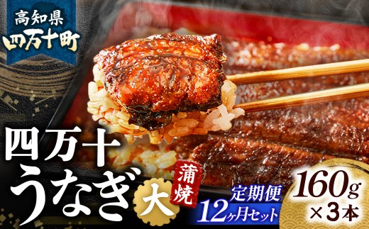 〈鰻大好き定期便〉 四万十うなぎ 蒲焼き ≪大≫（160g x 3本）12カ月セット 国産 ／Resu-06 冷凍  蒲焼 有頭 鰻 ウナギ 蒲焼き タレ付き 山椒付き 肉厚 土用の丑の日 本格うなぎ