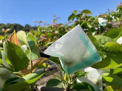 【先行予約】井上農園 梨 ”二十世紀梨” 3玉入り（約1kg）｜鳥取 岩美 梨 なし ナシ【41031】