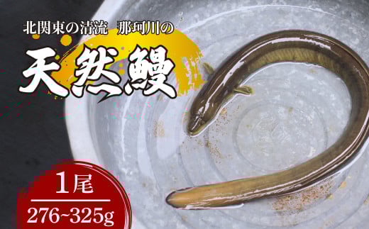 天然鰻 北関東の清流「那珂川産」 真空冷凍 1尾 276～325g | 鰻 うなぎ ウナギ 天然 天然うなぎ 希少 貴重 鮮魚 新鮮 北関東 清流 蒲焼 かば焼き 白焼き 炭火焼 うな重 うな丼 Riverline 栃木県 茂木町
