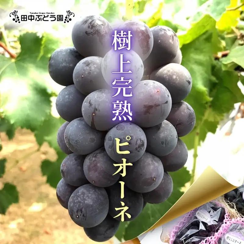 【2026年8月中旬頃出荷分先行予約】田中ぶどう園 厳選 ピオーネ 約2.0kg（3～4房） 