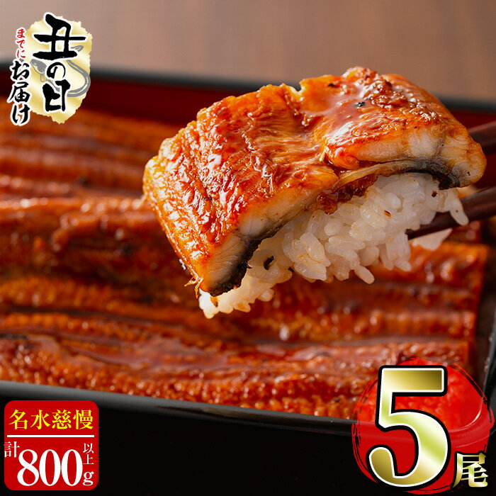 【丑の日までにお届け！7月20日入金まで】【緊急支援企画】【数量限定】鹿児島県産うなぎ蒲焼 名水慈鰻5尾(計800g以上・1尾あたり156〜185g以上) 鰻 ウナギ 5尾 国産 蒲焼 かばやき 冷凍 うな重 ひつまぶし タレ 山椒 ランキング 人気【鹿児島鰻】b