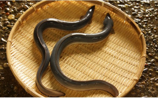 高知県産養殖うなぎ蒲焼 10尾(合計約2200g) - 土用の丑の日 鰻 ウナギ 蒲焼き かば焼き かばやき うな丼 うな重 送料無料 ギフト お中元 御中元 父の日 お礼 御礼 感謝 贈答 贈り物 