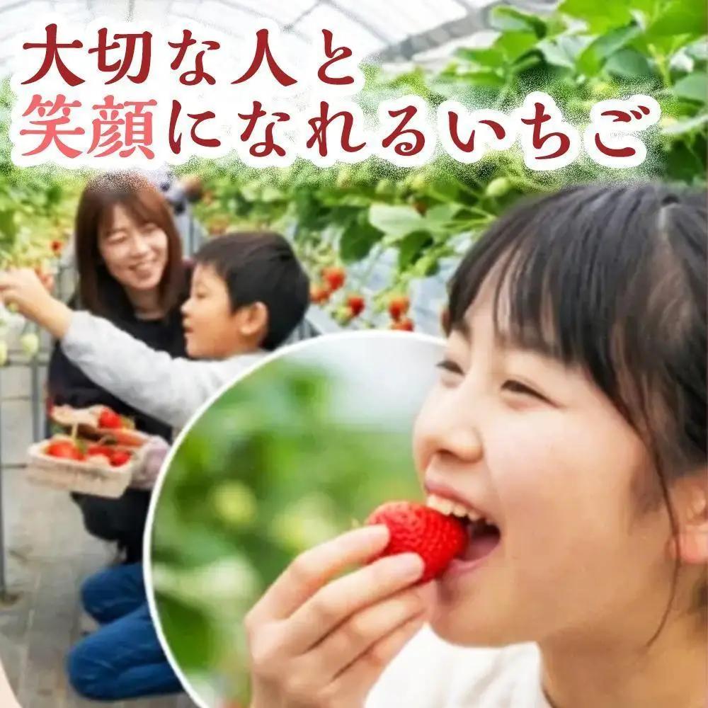 【定期便3回】【朝採れ直送のご褒美苺】季節のいちご詰合せ 1パック約12～18個 いちご 果物 フルーツ 大粒 濃厚 産地直送 詰め合わせ ギフト 贈答用 兵庫県 福崎町