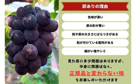 訳あり ニューピオーネ　2～3房 合計1.4kg以上 産地直送 朝採れ ぶどう 葡萄 岡山 Kawahara Green Farm　岡山県産 2025