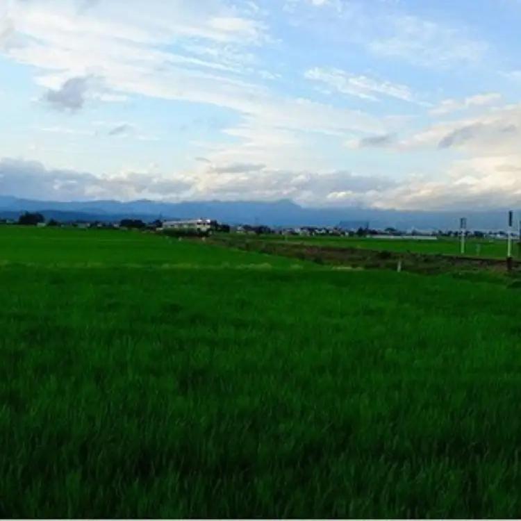 21-K 会津坂下町産 コシヒカリ10kg（令和7年産米）（玄米）※2025年10月～発送