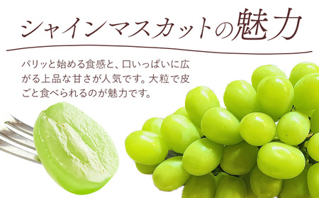 【先行予約】清水 白桃 3玉 計約900g（1玉約300g）シャインマスカット 晴王 1房 550g以上 もも 葡萄 詰合せ 桃茂実苑《2026年7月中旬-8月上旬頃出荷》【配送不可地域あり】