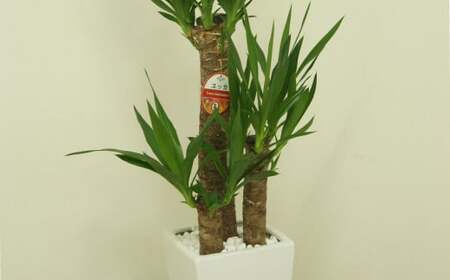 ユッカ7号 高陶器 白 鉢 インテリア 観葉植物 草花 樹木 ギフト【2025年10月上旬～2026年5月上旬迄順次発送予定】