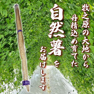 【予約受付 自然薯】 自然薯 1kg  やまあい農園 静岡県 牧之原市