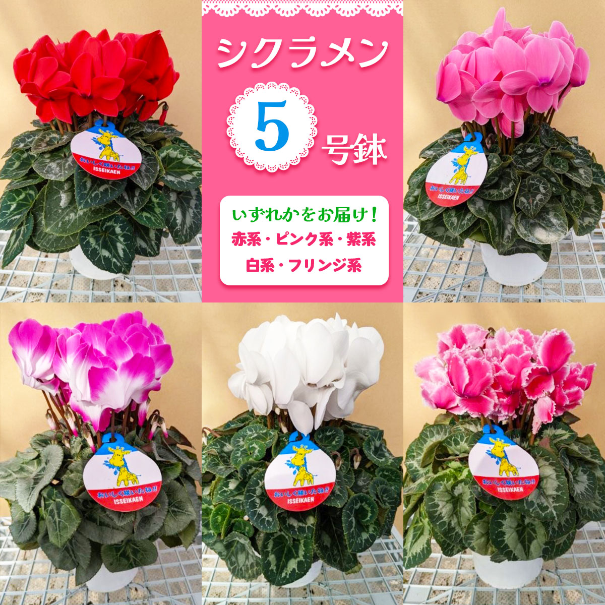 【先行予約】シクラメン 5号鉢 (赤系・ピンク系・紫系・白系・フリンジ系のいずれか)｜数量限定 シクラメン 花 鉢花 鉢植え ギフト プレゼント 贈り物 記念日 イベント 季節限定 日光市 イッセイ花園 [0746]