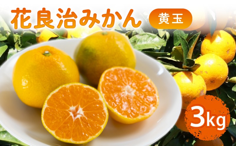 
                  【12月より出荷開始】 数量限定 花良治みかん 黄玉 3kg ケラジ ミカン 柑橘 果物 くだもの 季節限定 期間限定 数量限定 旬 限定 国産 贈答 ギフト 贈り物 プレゼント 高知県 室戸市
                