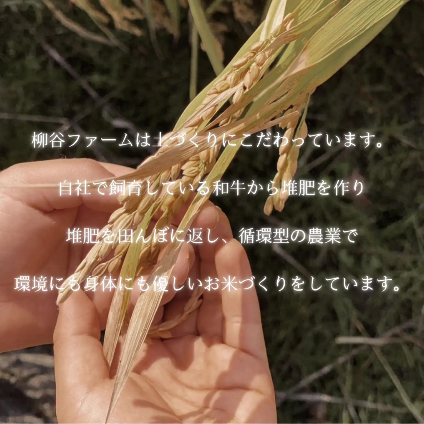 【令和8年度産】鳥取県産きぬむすめ白米5kg【数量限定】_T2600442