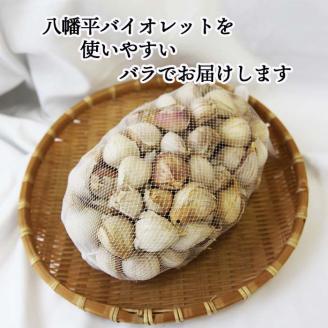 オーガニックにんにく 八幡平バイオレット 1kg（バラ） ／ すばるファーム ニンニク 大蒜 野菜 産地直送