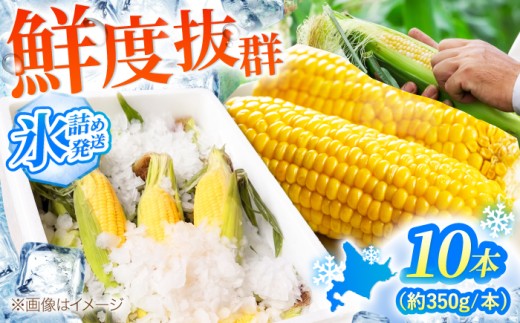 【2026年8月中旬以降順次発送】 氷詰め とうもろこし (恵味) 10本 | とうもろこし とうきび 朝採れ ジューシー 朝採りコーン 野菜 青果物 トウモロコシ コーン 北海道 季節の野菜 夏野菜 先行予約 | ベジタブルワークス株式会社 [BPAD004]