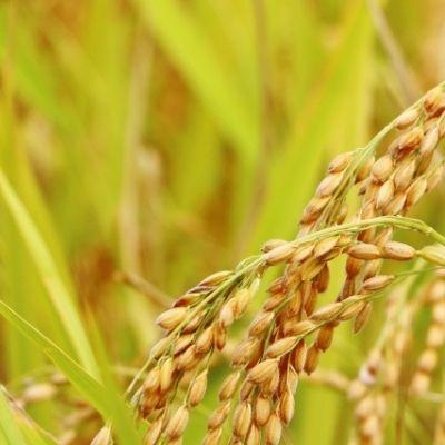 ふるさと納税 福島市 やまろく商店【令和7年産】特別栽培コシヒカリ 精米5kgNo.1943 |  | 01