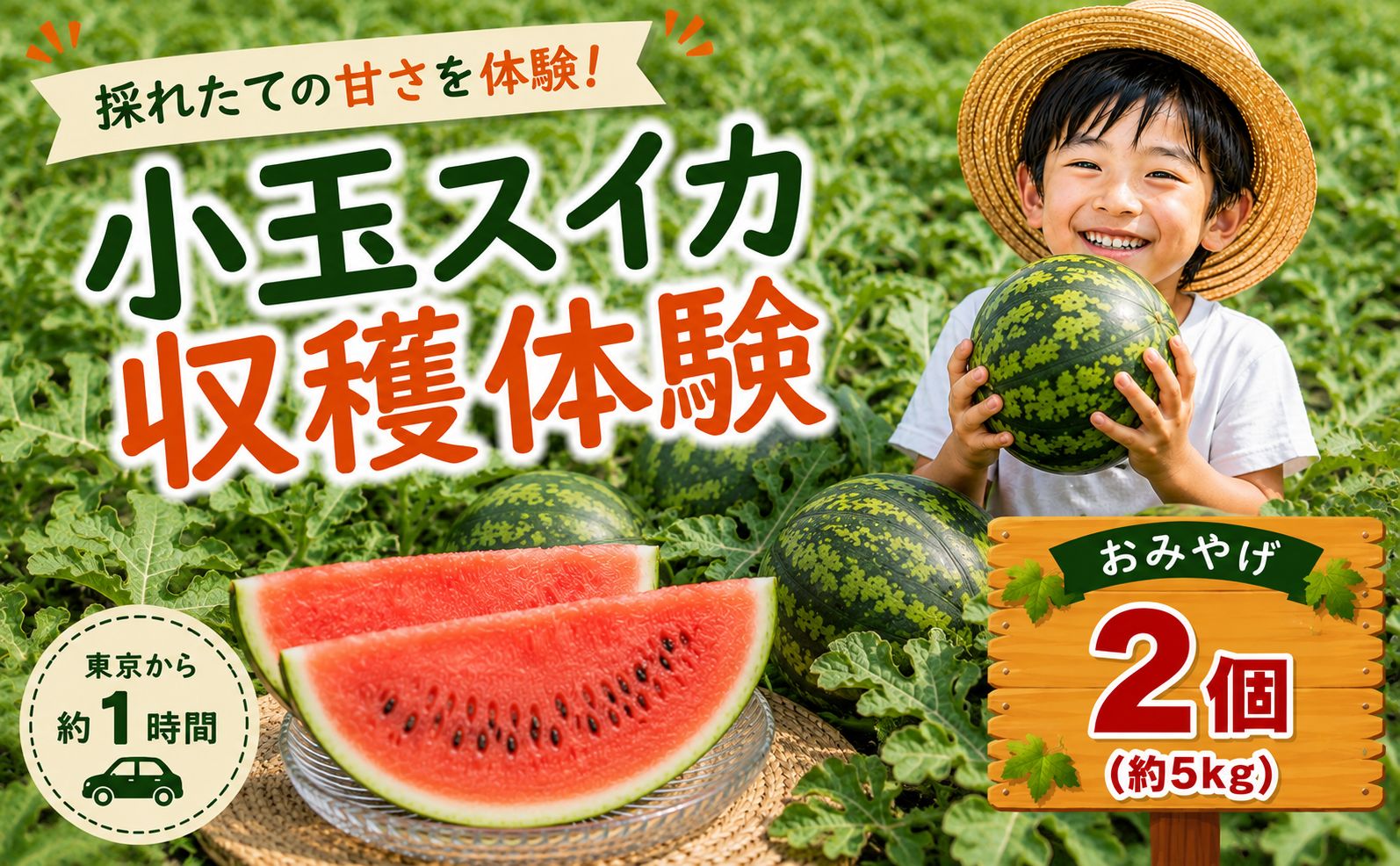 小玉 スイカ 収穫体験 2～3個 お持ち帰り付き 1グループ様 高糖度 西瓜 小玉スイカ 夏