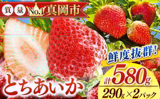鮮度抜群 とちあいか 1箱 (290g×2) 580g  |  選べる 容量 1箱 日本一 産地 大粒 冬 味覚 いちご 苺 イチゴ ストロベリー 大きい  ハート 美味しい 果汁 ジューシー 甘い あまい 甘味 たっぷり 大容量 | 人気 レビュー 栃木県 真岡市 送料無料