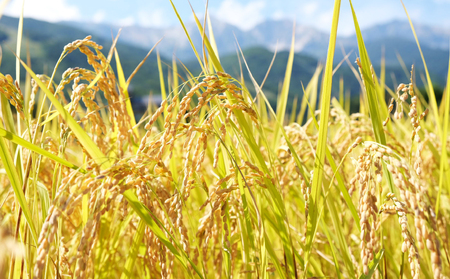 【令和7年産】長野県白馬村産 夢しなの 精米 5kg /ゆめしなの 白馬 新米 白米 お米 コメ 北アルプス 清流米 農家直送 ご飯 ごはん 送料無料 新鮮精米【B0050661】