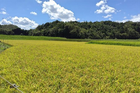 みどりむし農園の丹後産コシヒカリ（玄米10kg）