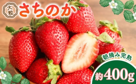 【 先行予約 】 さちのか 約400g 1箱 大粒 9~18個 新鮮 産地直送 朝摘み 厳選 アフター 保証 付き 2月 発送 開始 苺 イチゴ ストロベリー strawberry フルーツ 果物 旬 数量限定 期間限定 ichigo itigo 千葉県 旭市 向後いちご園 kie001