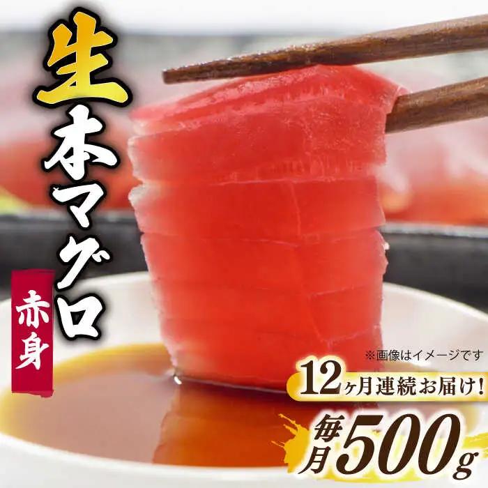 【全12回定期便】五島列島産養殖生本かみまぐろ 赤身 500g[RBP063] 本マグロ 本まぐろ 定期便 本マグロ 本まぐろ 定期便 本マグロ 本まぐろ 定期便九州 長崎