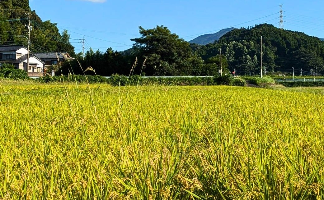 自然共生サイト米 田んぼ