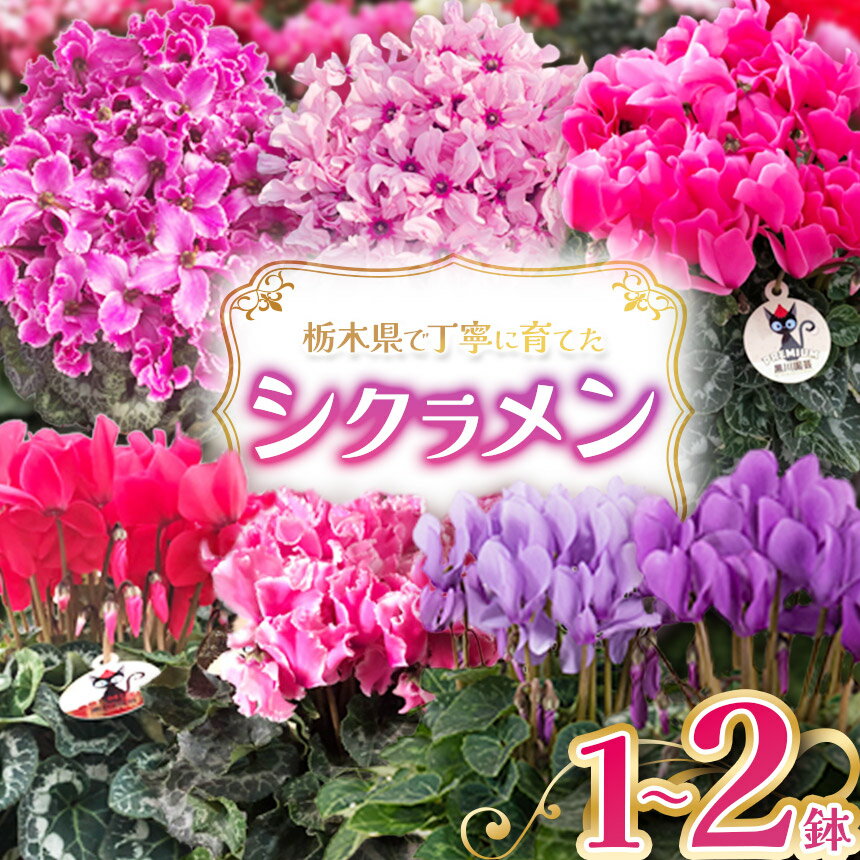 【ふるさと納税】シクラメン 選べる品種 | 11月発送 12月発送 鉢植え 花 園芸 イリュージア ドラゴン シューベルト ドリームパープル ドリームピンク ヨハンシュトラウス クリスマス 贈り物 ギフト 室内インテリア 先行予約 栃木県 下野市 送料無料