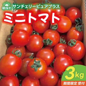 【ミニトマト】 先行予約 約3kg サンチェリーピュアプラス ミニトマト