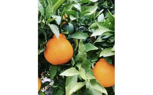 【 贈答用 】 熊本県産 不知火 約3kg （ 9 ～ 15玉前後 ） 贈答 果物 くだもの フルーツ 柑橘系 柑橘類 みかん ミカン 果肉 国産 果汁 贈り物 贈答品 【 2027年2月下旬発送開始