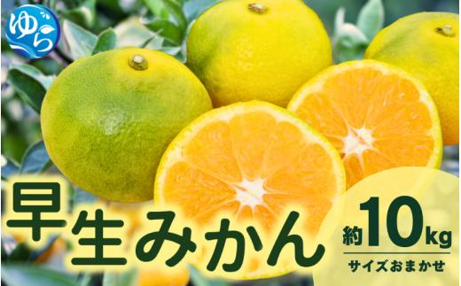 由良 早生 みかん (サイズおまかせ) 10kg ※2026年11月上旬～12月上旬に順次発送予定※北海道・沖縄・離島配送不可 / 温州みかん 甘い 柑橘 果物 和歌山 【eiw002】