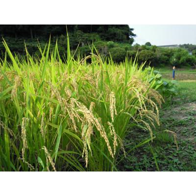 ふるさと納税 茂原市 新米 令和8年産 千葉県茂原市産「コシヒカリ100%」 玄米30kg |  | 01