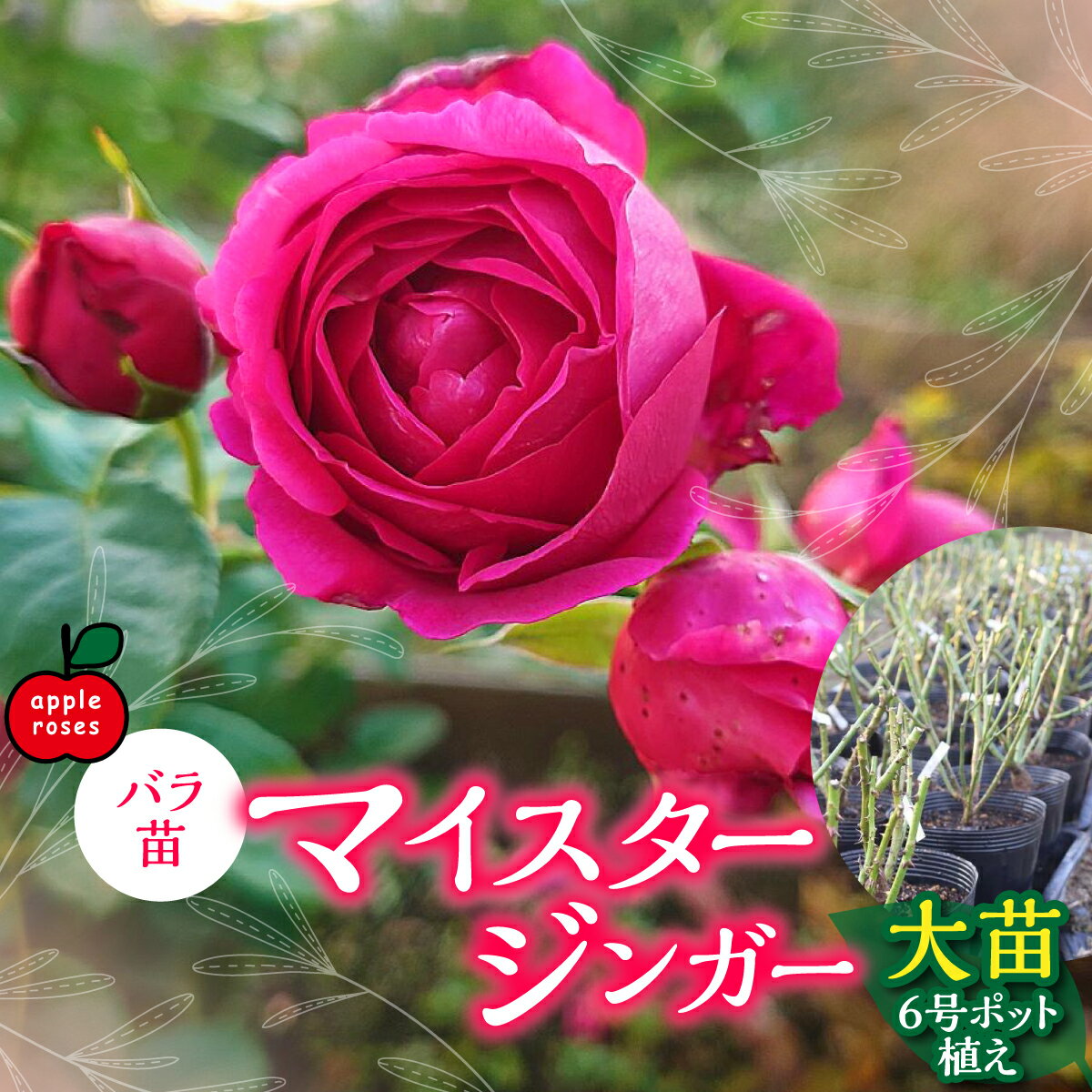 【ふるさと納税】【Apple Roses】バラ苗『マイスタージンガー』大苗6号ポット植え 花 薔薇 ばら お花 　お届け：2025年12月上旬〜2026年6月中旬 HNNH001
