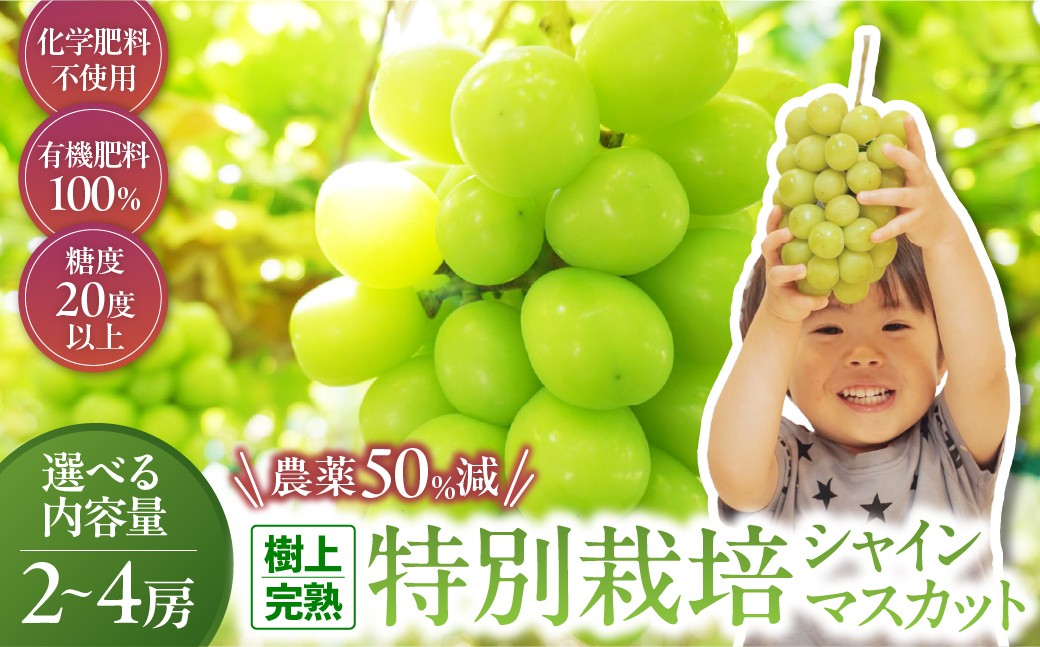 
                  【2026年／令和8年発送】樹上完熟シャインマスカット（特別栽培）選べる容量2～4房（1.2㎏～2.4kg）　シャインマスカット フルーツ 果物 ぶどう ギフト 贈答 完熟 糖度 先行予約 特別栽培 化粧箱 産地直送 CF-P-12
                