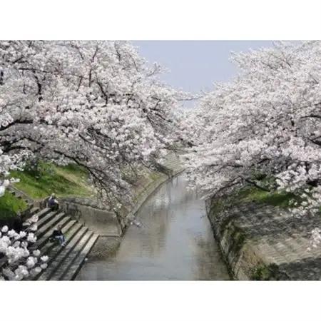 【返礼品なし】高田千本桜や大和高田市内の都市公園などの桜への寄附　1口:5,000円