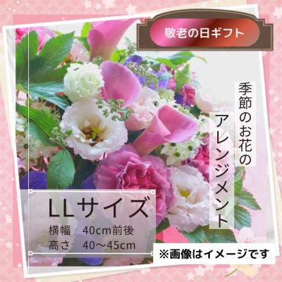 ふるさと納税 筑西市 【敬老の日】季節のお花のアレンジメントLLサイズ〜花瓶不要!届いてそのまま飾れるフラワーアレンジ
