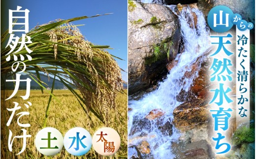 【先行予約】【令和8年産】定期便 ≪6ヶ月連続お届け≫ 伊与衛門農園の自然栽培米 コシヒカリ 自然栽培米コシヒカリ うまみ玄米 5kg×6回（計30kg）＜温度と湿度を常時管理し新鮮米を出荷！＞ 米 