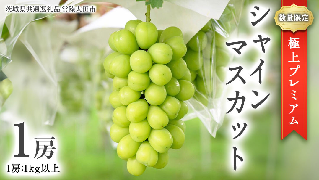 
            極上 プレミアム シャインマスカット １房 ( １房 1kg 以上) 数量限定 【茨城県共通返礼品／常陸太田市】 先行予約 マスカット 特大 贈答用 ギフト プレゼント フルーツ くだもの 果物  果実 ぶどう ブドウ 葡萄 茨城県 [DU022sa]
          