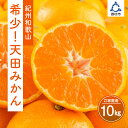 【ふるさと納税】希少！天田みかん（紀州和歌山）ご家庭用10kg《先行予約》 ふるさと納税 みかん 10kg 10キロ フルーツ くだもの 果物 送料無料 数量限定 期間限定