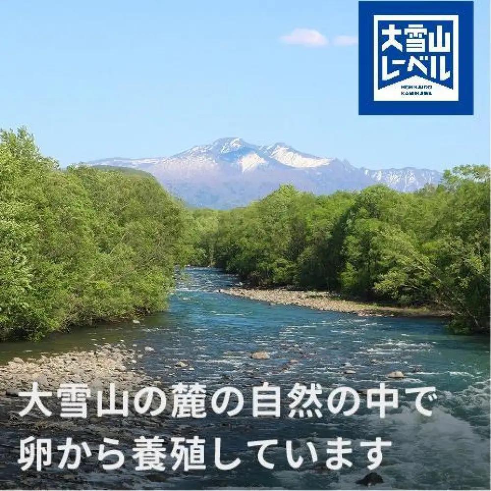 北海道大雪サーモン刺身用900g（約150g×6個程度）| サーモン