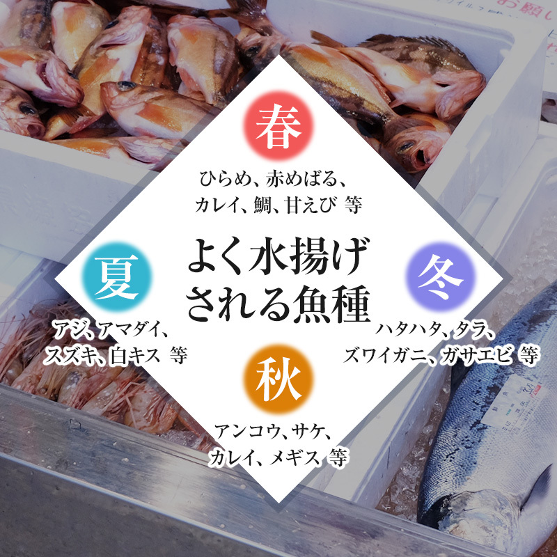 鮮魚 下処理済み 日本海の鮮魚 2～3人前(5～8種類) セット 魚 パック 詰め合わせ 海鮮セット 鮮魚ボックス 海鮮 海産物 海の幸 魚介 魚介類 刺身 切り身 ひらめ 鯛 甘エビ 鯵 あんこう 