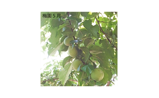 N063　紀州完熟南高梅　白龍梅
