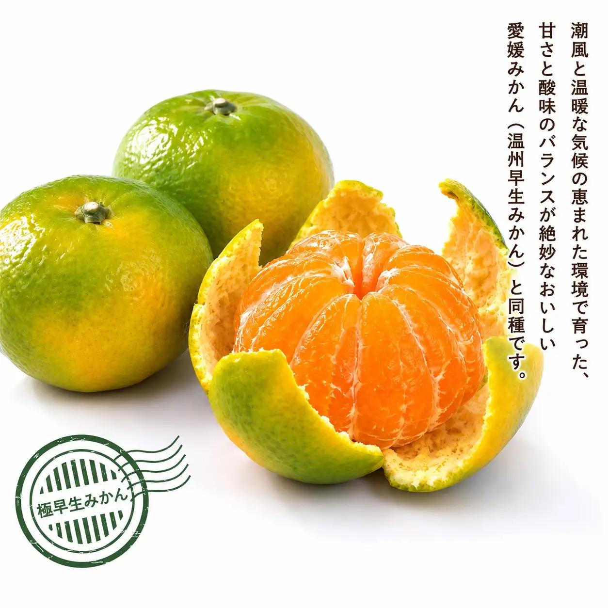 【先行予約 】 秀品 愛媛みかん（ 温州 極早生 みかん ） 5kg 7000円 愛媛 みかん 温州みかん 極早生 みかん こたつ みかん ミカン 家庭用 贈答用 産地直送  農家直送 糖度 期間限定