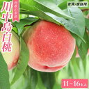 【ふるさと納税】和歌山県産 川中島白桃 桃 白桃 11-16玉入り ご家庭用 青秀【2024年8月上旬より順次発送】 | 二級品 果物 フルーツ 和歌山県 お取り寄せ スイーツ ご当地 おすすめ 送料無料