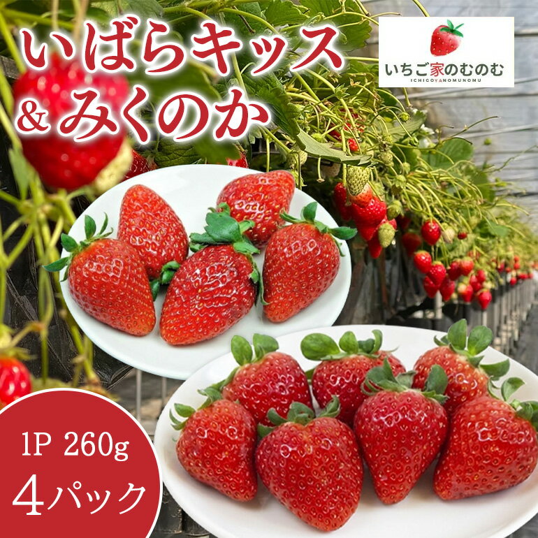 【ふるさと納税】 いちご 「いばらキッス」 2p ＆ 「みくのか」 2p 計4p イチゴ 苺 フルーツ 果物 くだもの 旬 産地直送 茨城県 石岡市 A28-010