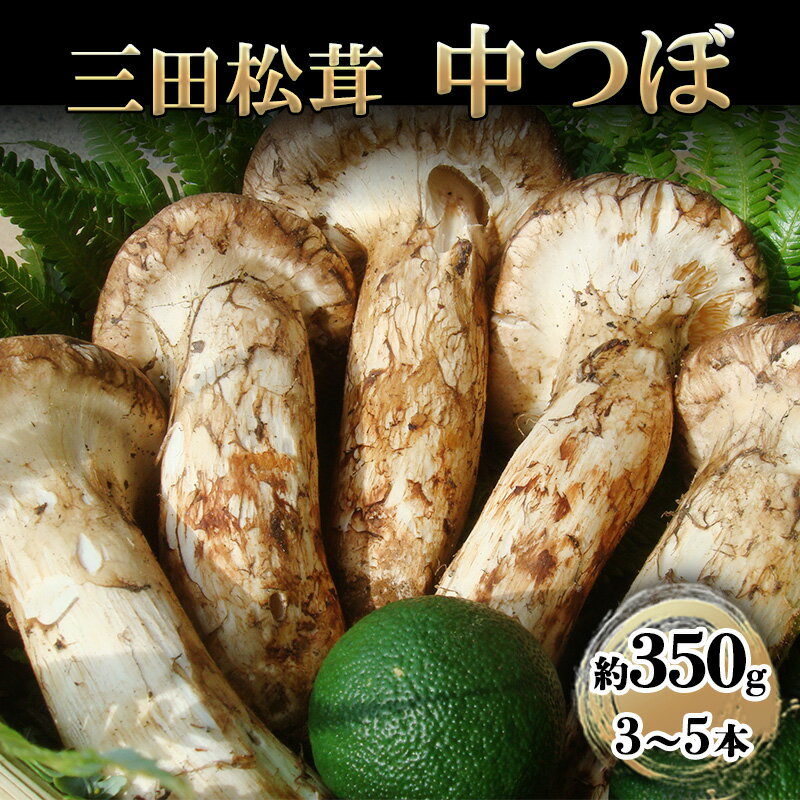 【ふるさと納税】三田 松茸 中つぼ 約350g (3〜5本) まつたけ 秋の味覚 きのこ キノコ 旬の野菜 贈答品 歳暮 お歳暮 新年 年末 贈り物 ギフト 食品 ギフト ふるさと納税 ふるさと 人気 おすすめ 送料無料 兵庫県 三田市 [ 3d28bae460002 ]